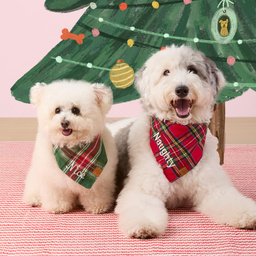 Two white dogs under a painted Christmas tree in tartan and green bandanas with sample names