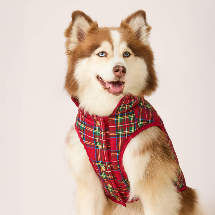 Front view of a husky wearing a red tartan jacket fastened with gold snaps.
