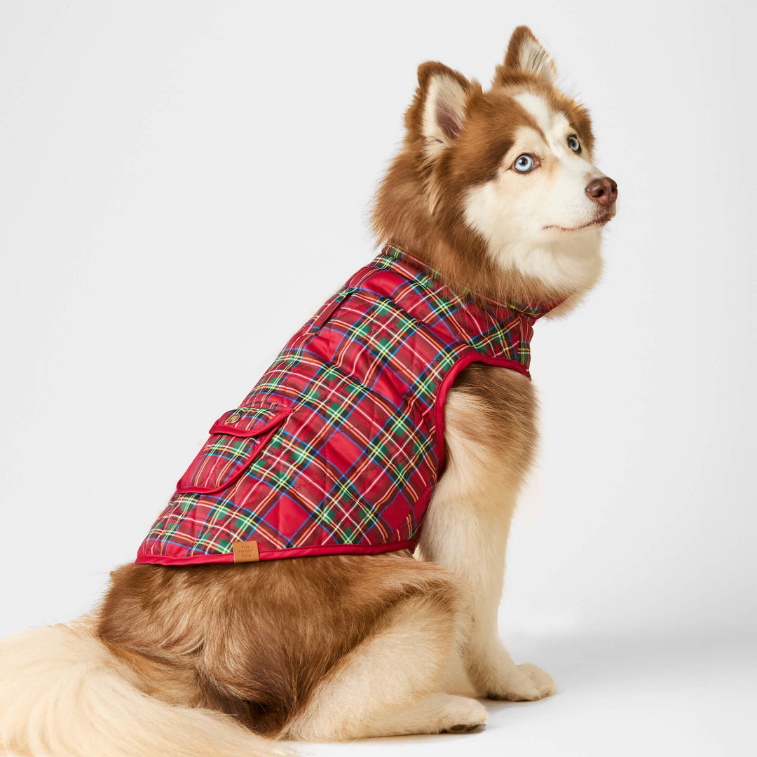 Brown-and-white husky looking back in a quilted red tartan dog jacket with a snap pocket.