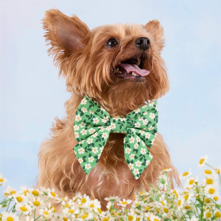 Close-up of the dainty daisies floral dog bow