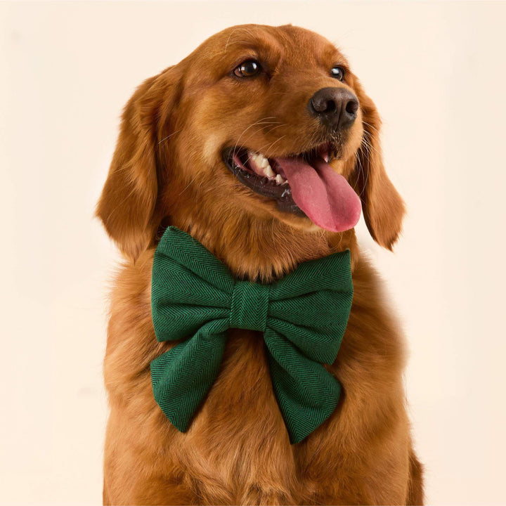 Evergreen Herringbone Flannel Lady Bow Collar
