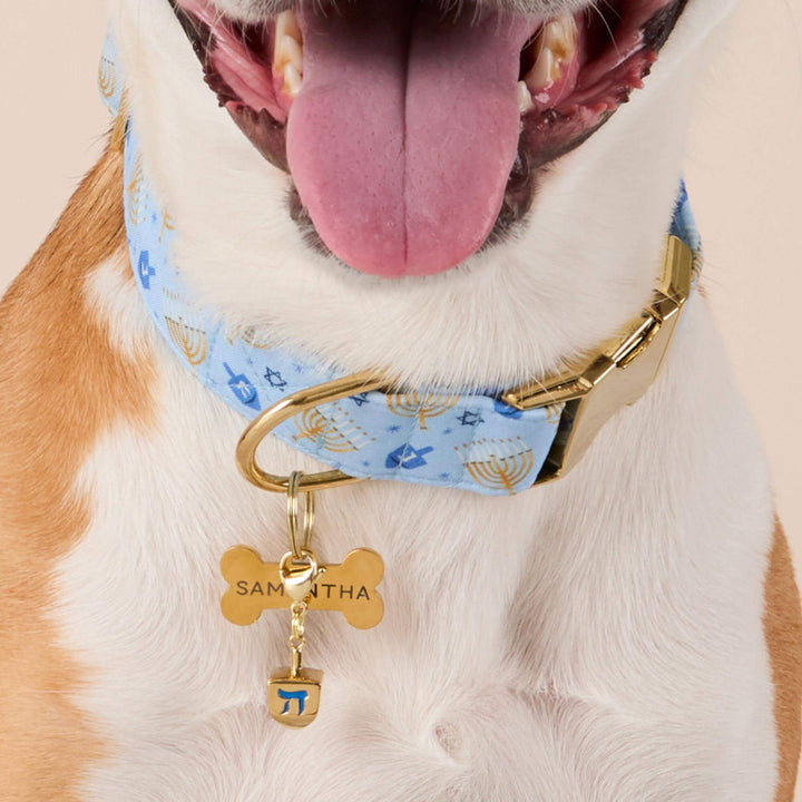 Dog in a light blue floral collar wearing the gold dreidel charm beside an engraved bone ID tag for Hanukkah