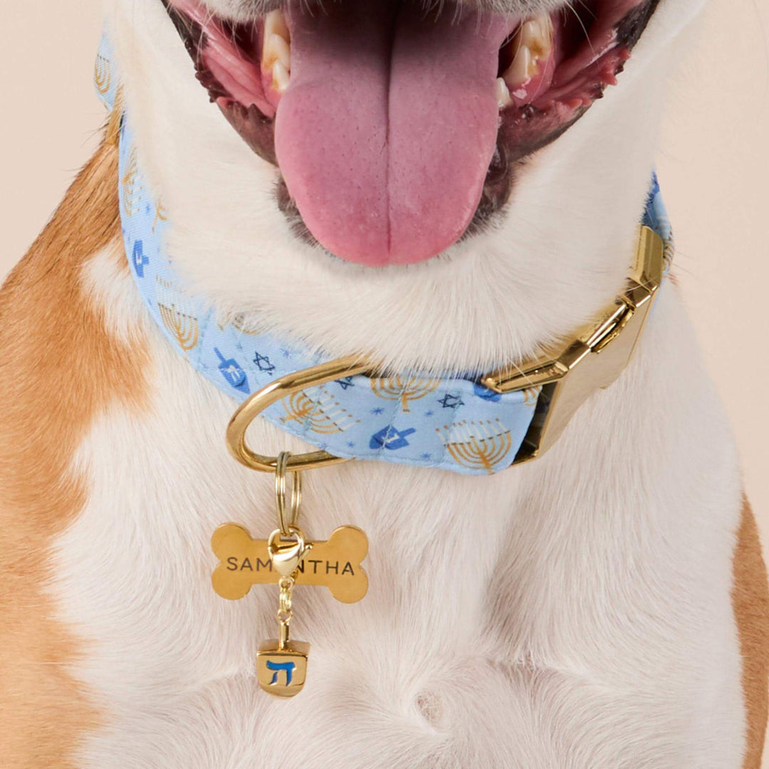 Smiling dog in a blue floral collar with the gold dreidel charm hanging under a bone ID tag