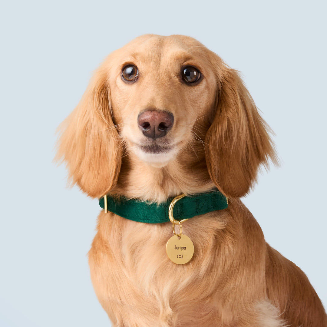 Forest Green Velvet Dog Collar