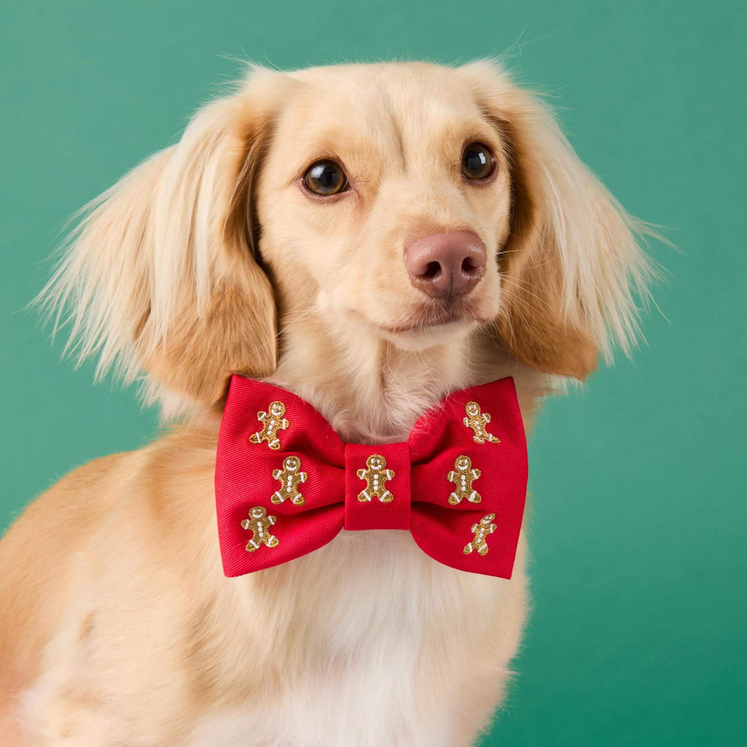 Golden long-haired dog wearing a red embroidered gingerbread bow tie against a green background.