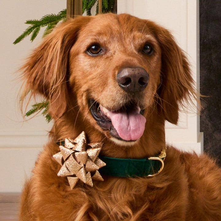 Smiling golden retriever in a green velvet collar wearing the gold gift bow beside a Christmas tree