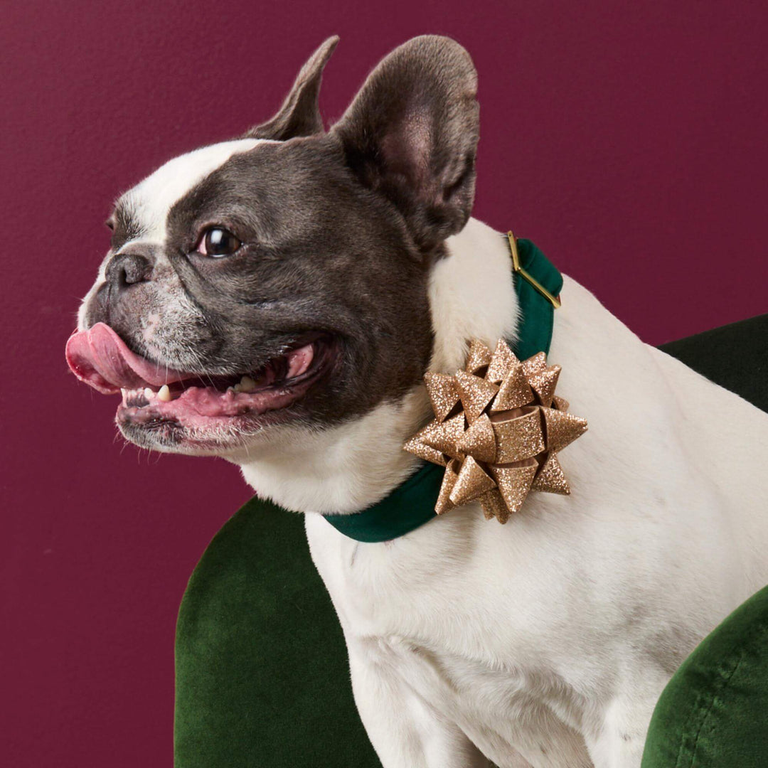 French bulldog in the gold gift bow collar on a green velvet chair against a burgundy wall
