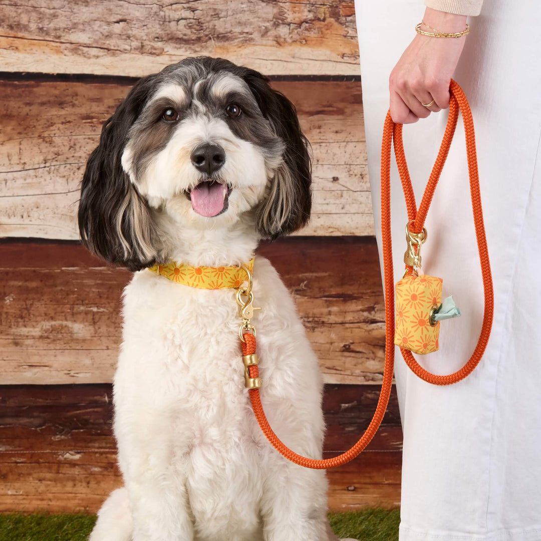 Cider Marine Rope Dog Leash
