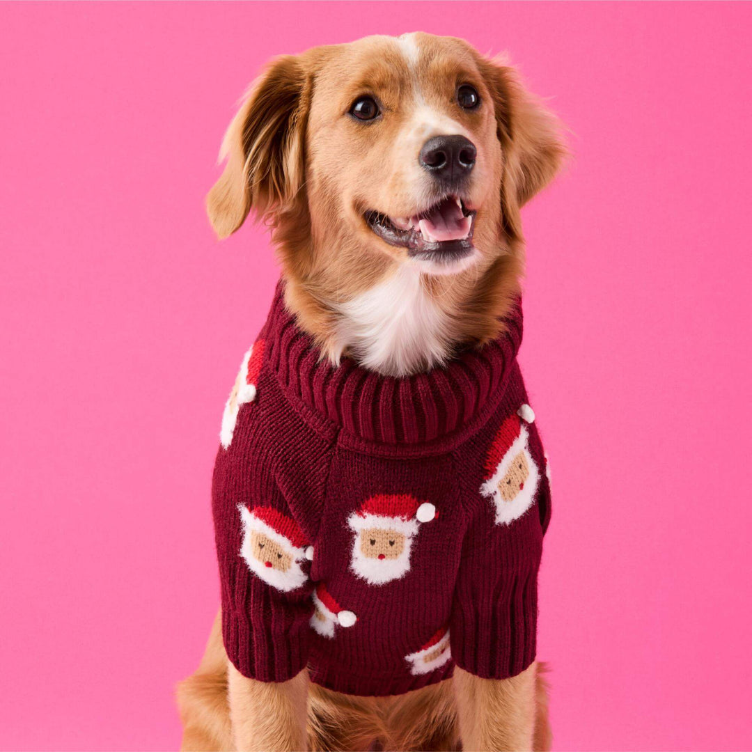 Golden dog facing forward in a Santa-face sweater against a bright pink background.