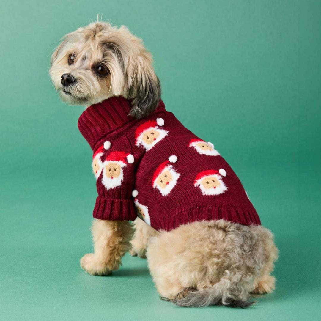 Small shaggy dog looking back while wearing a burgundy Santa sweater against green.