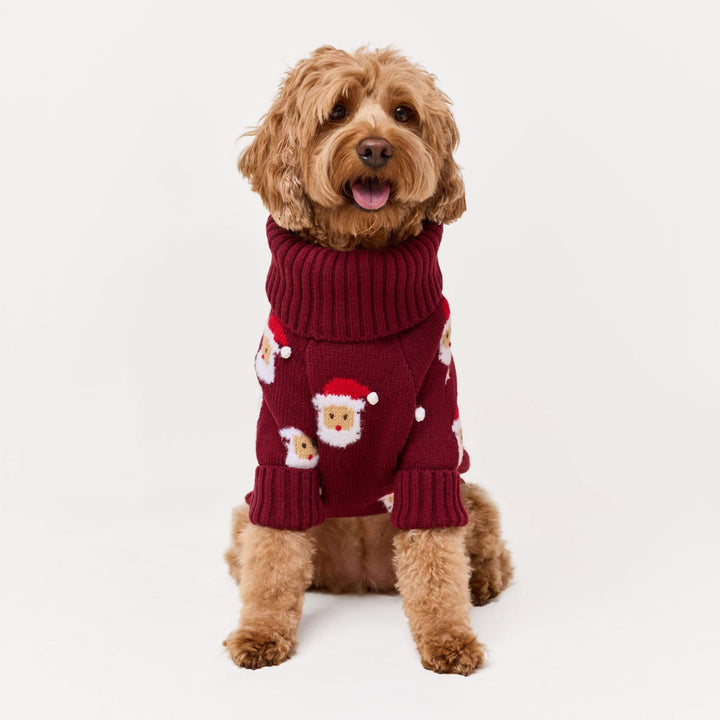 Golden curly-coated dog facing forward in a burgundy sweater patterned with Santa faces.