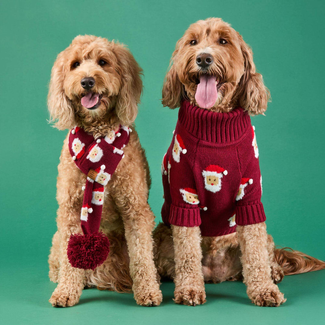 Two curly-coated dogs wearing matching burgundy Santa-face sweaters against green.