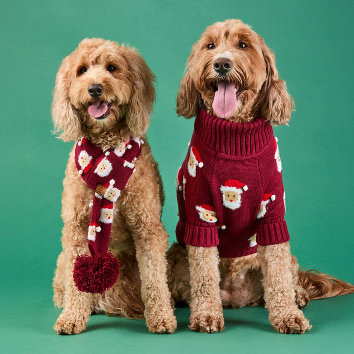 Two curly-coated dogs wearing matching burgundy Santa-face sweaters against green.