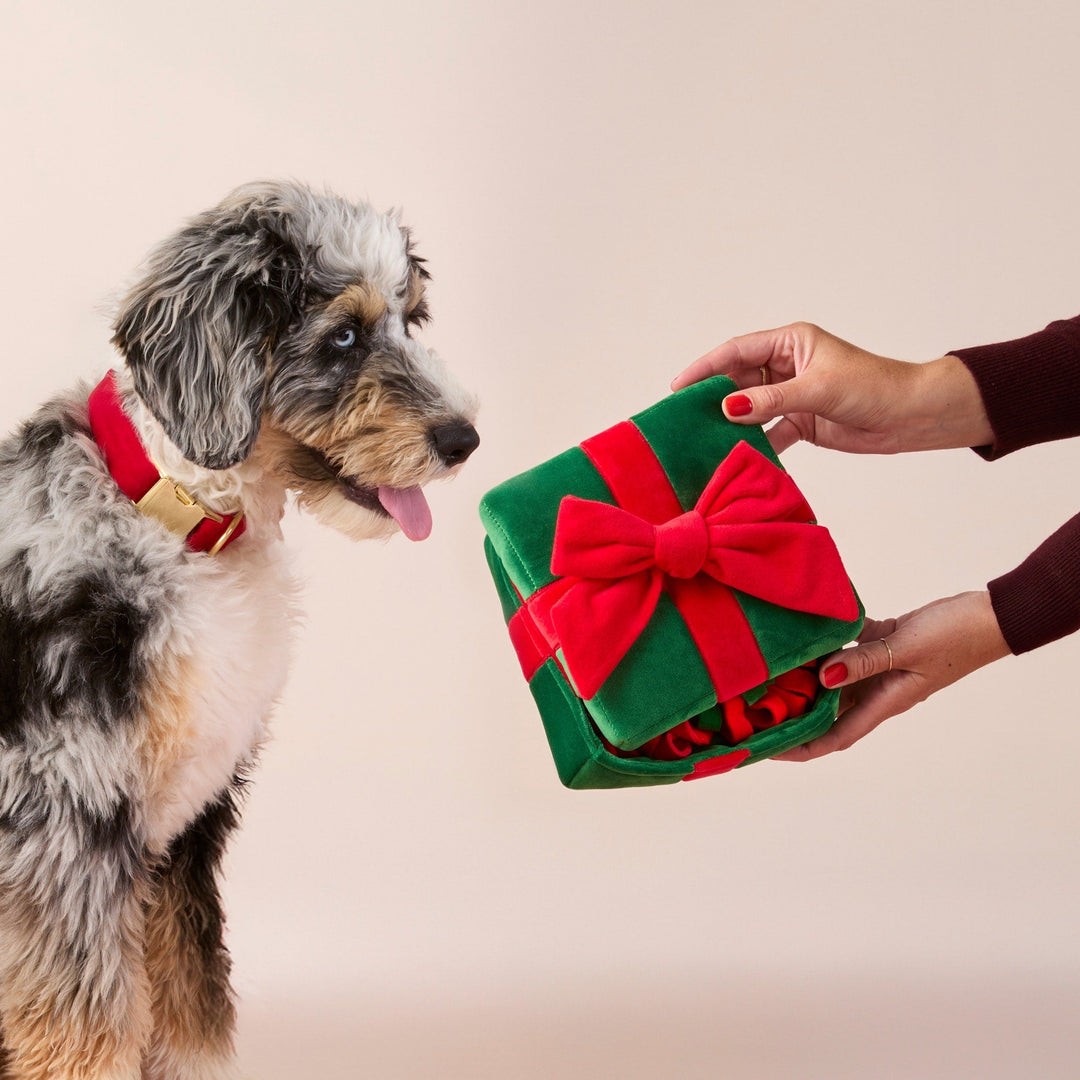 Merle doodle eyeing the present toy as an owner holds it open