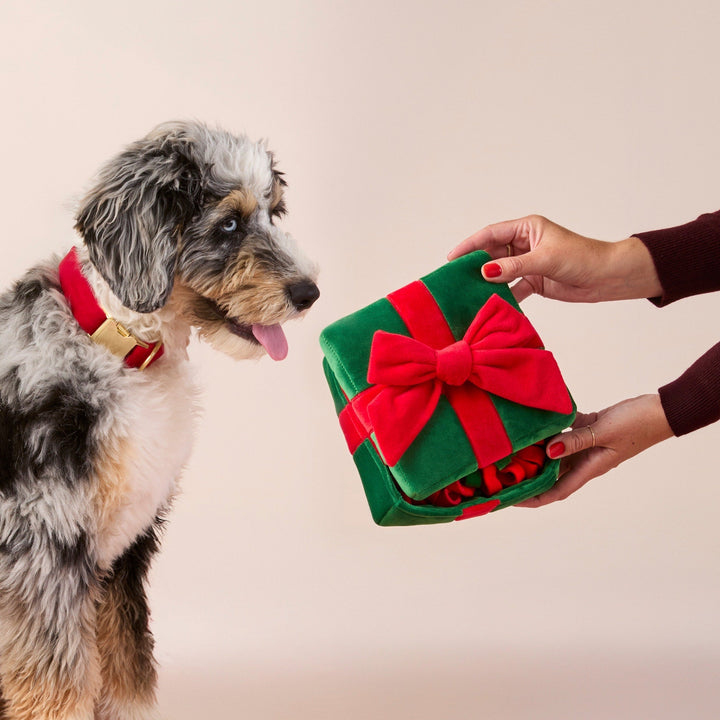 Merle doodle in a red collar eyeing the present toy held open