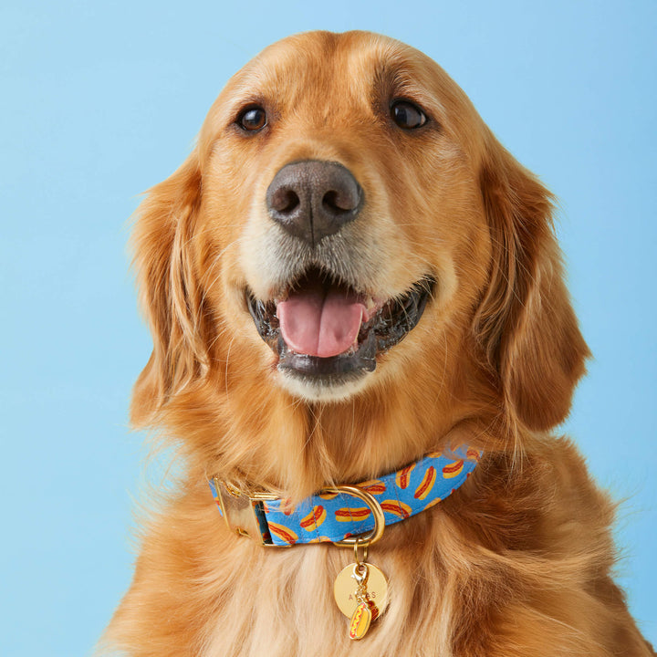 Hot Diggity Dog Collar - Bonjour Fête 