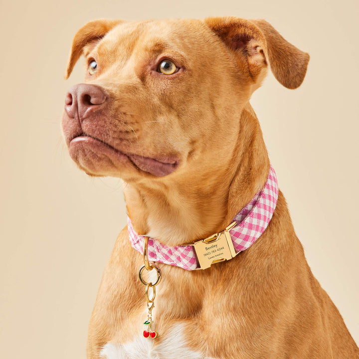 Hot pink gingham dog collar styled with a cherry charm