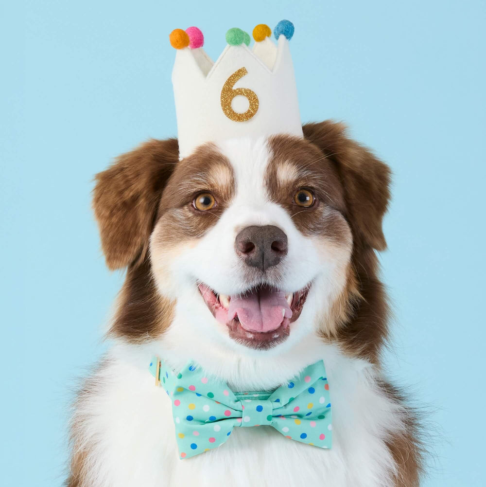 Australian shepherd in the ivory birthday crown showing a gold 6, wearing a mint dotted bow tie, on pale blue