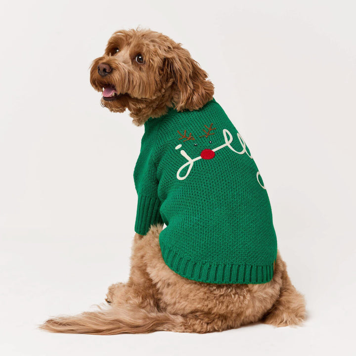 Curly brown dog looking back in a green sweater with cream jolly lettering, antlers, and a red nose.