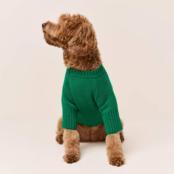 Curly brown dog seated in the plain green front of the Jolly crewneck sweater, looking to the side.