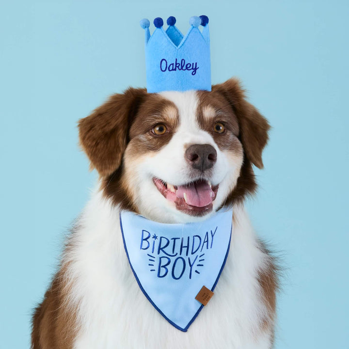 Australian shepherd in a blue name crown and the Birthday Boy bandana on a pale blue backdrop