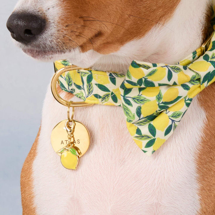 Lemon Zest Dog Bow Tie - Bonjour Fête 