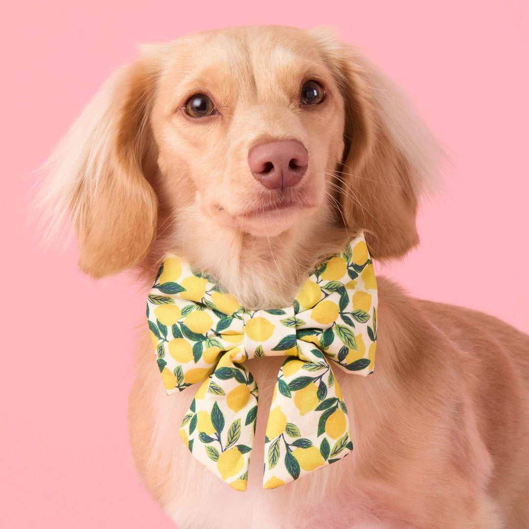 Lemon Zest Lady Bow Collar - Bonjour Fête 