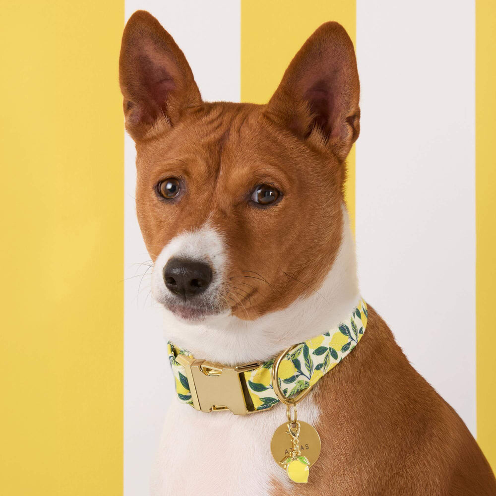Dog collar in a yellow lemon print on cream for a summer citrus celebration