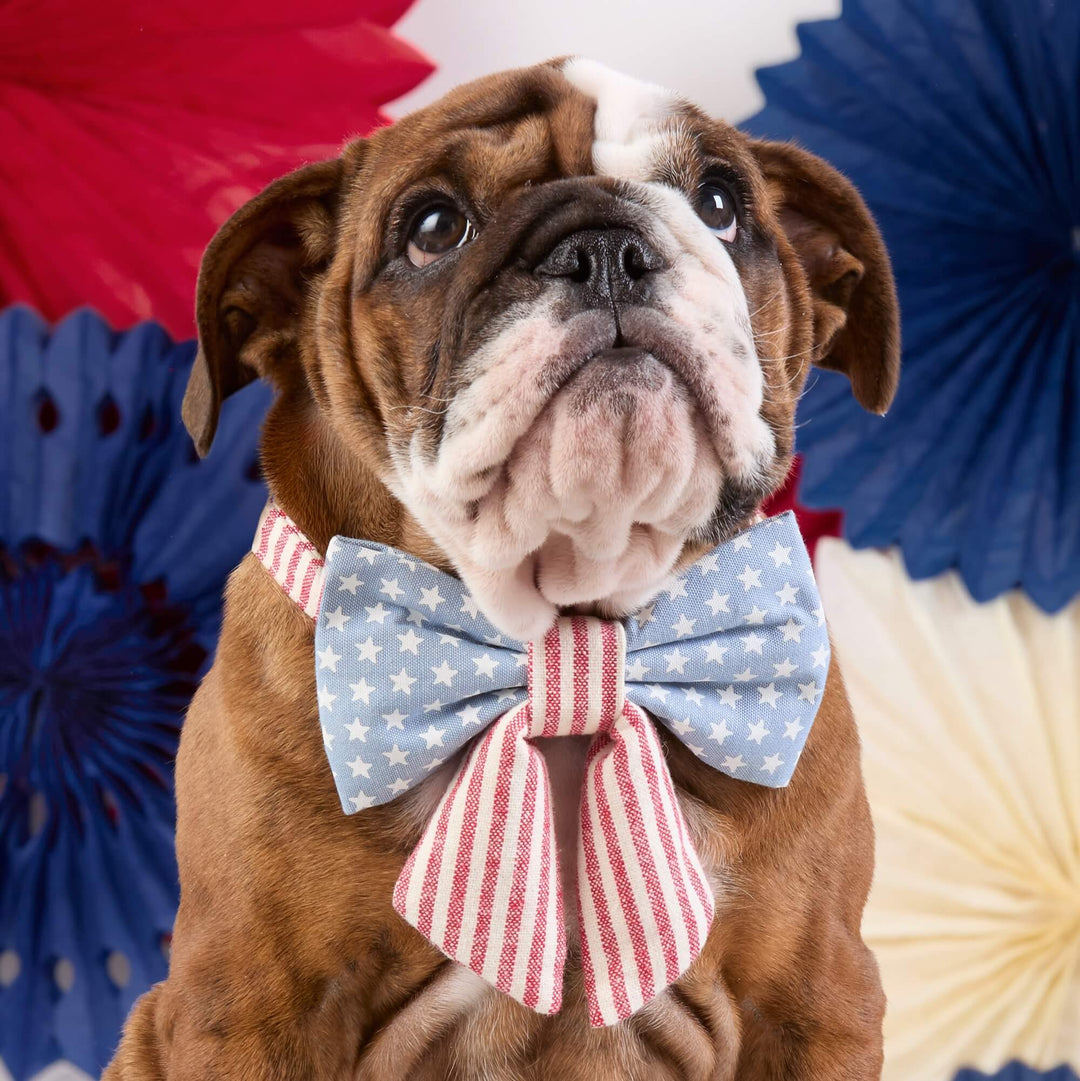 Stars and Stripes Lady Bow Collar - Bonjour Fête 