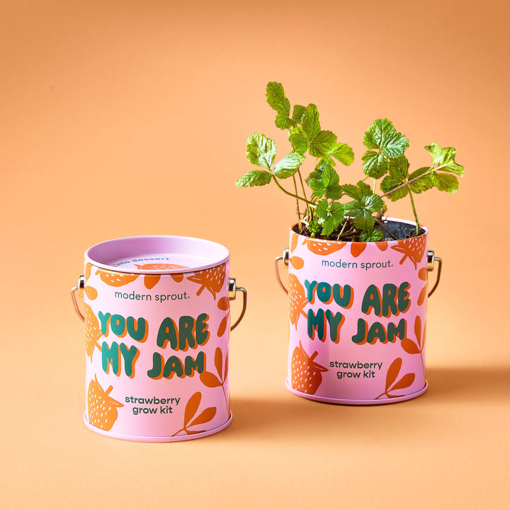 Complimentary Colors Grow Kits Modern Sprout Indoor Garden Kit Complimentary Colors Grow Kits Bonjour Fete - Party Supplies