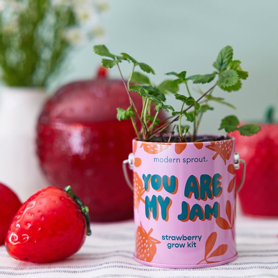 Complimentary Colors Grow Kits Modern Sprout Indoor Garden Kit Complimentary Colors Grow Kits Bonjour Fete - Party Supplies
