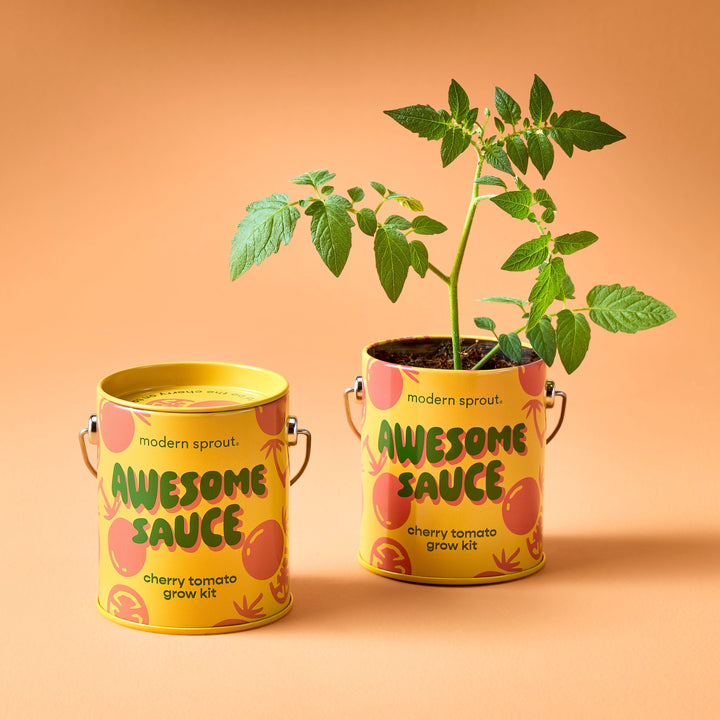 Complimentary Colors Grow Kits Modern Sprout Indoor Garden Kit Complimentary Colors Grow Kits Bonjour Fete - Party Supplies