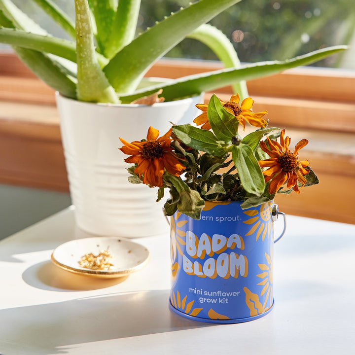 Complimentary Colors Grow Kits Modern Sprout Indoor Garden Kit Complimentary Colors Grow Kits Bonjour Fete - Party Supplies