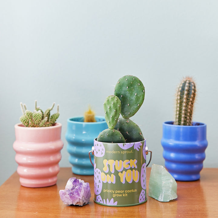 Complimentary Colors Grow Kits Modern Sprout Indoor Garden Kit Complimentary Colors Grow Kits Bonjour Fete - Party Supplies