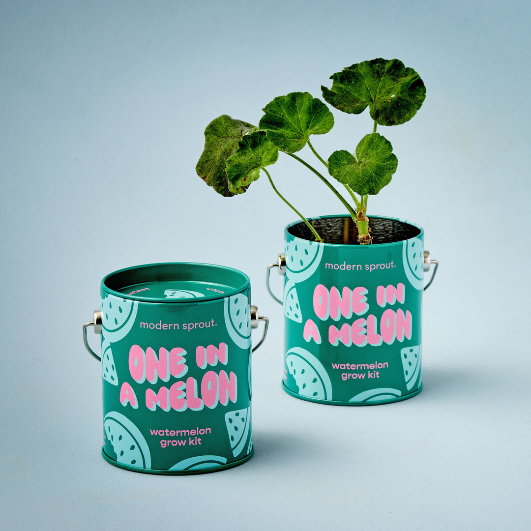 Complimentary Colors Grow Kits Modern Sprout Indoor Garden Kit Complimentary Colors Grow Kits Bonjour Fete - Party Supplies