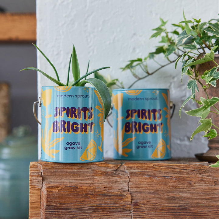 Seasonal Complimentary Colors Grow Kits Modern Sprout Indoor Garden Kit Seasonal Complimentary Colors Grow Kits Bonjour Fete - Party Supplies