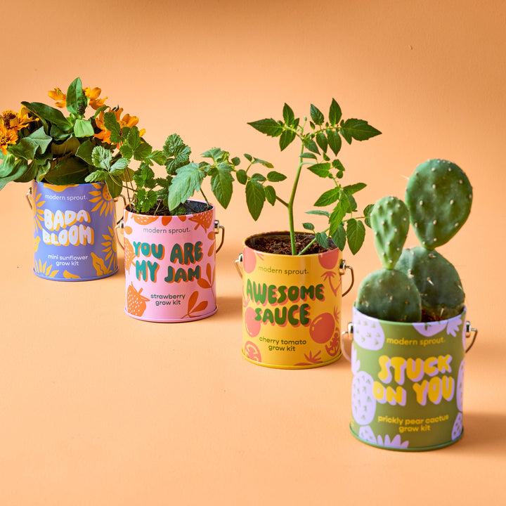 Complimentary Colors Grow Kits Modern Sprout Indoor Garden Kit Complimentary Colors Grow Kits Bonjour Fete - Party Supplies