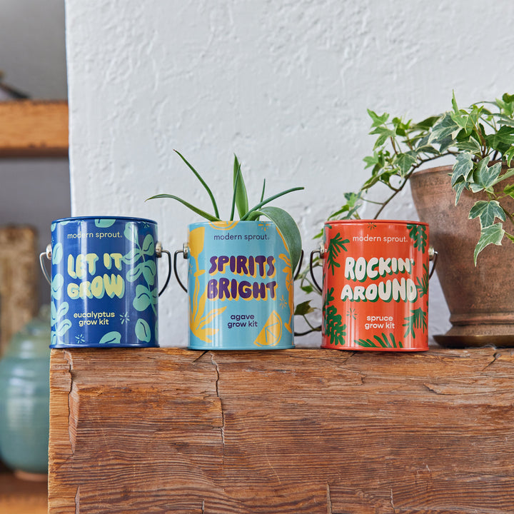 Seasonal Complimentary Colors Grow Kits Modern Sprout Indoor Garden Kit Seasonal Complimentary Colors Grow Kits Bonjour Fete - Party Supplies