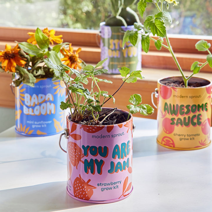 Complimentary Colors Grow Kits Modern Sprout Indoor Garden Kit Complimentary Colors Grow Kits Bonjour Fete - Party Supplies