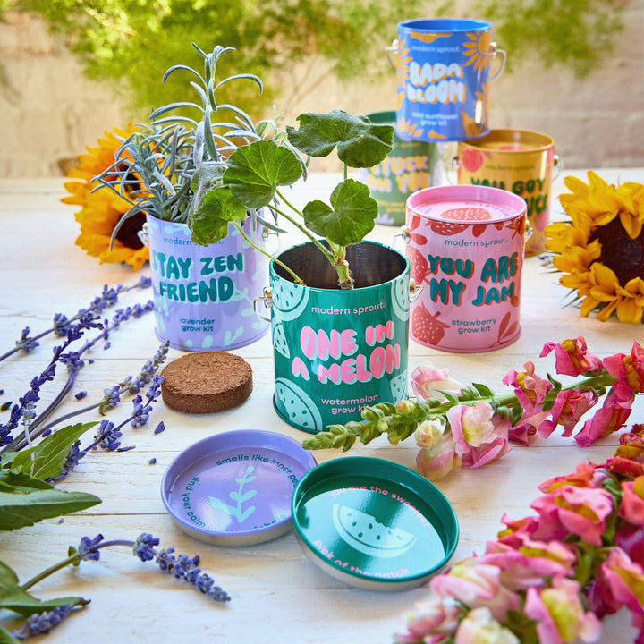 Complimentary Colors Grow Kits Modern Sprout Indoor Garden Kit Complimentary Colors Grow Kits Bonjour Fete - Party Supplies