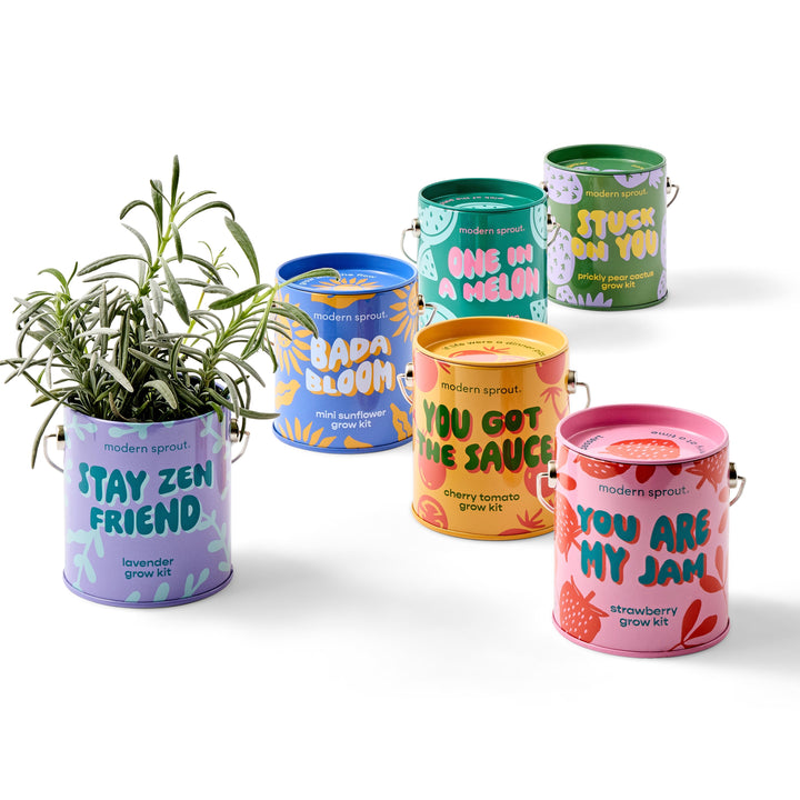 Complimentary Colors Grow Kits Modern Sprout Indoor Garden Kit Mixed 6pk Complimentary Colors Grow Kits Bonjour Fete - Party Supplies