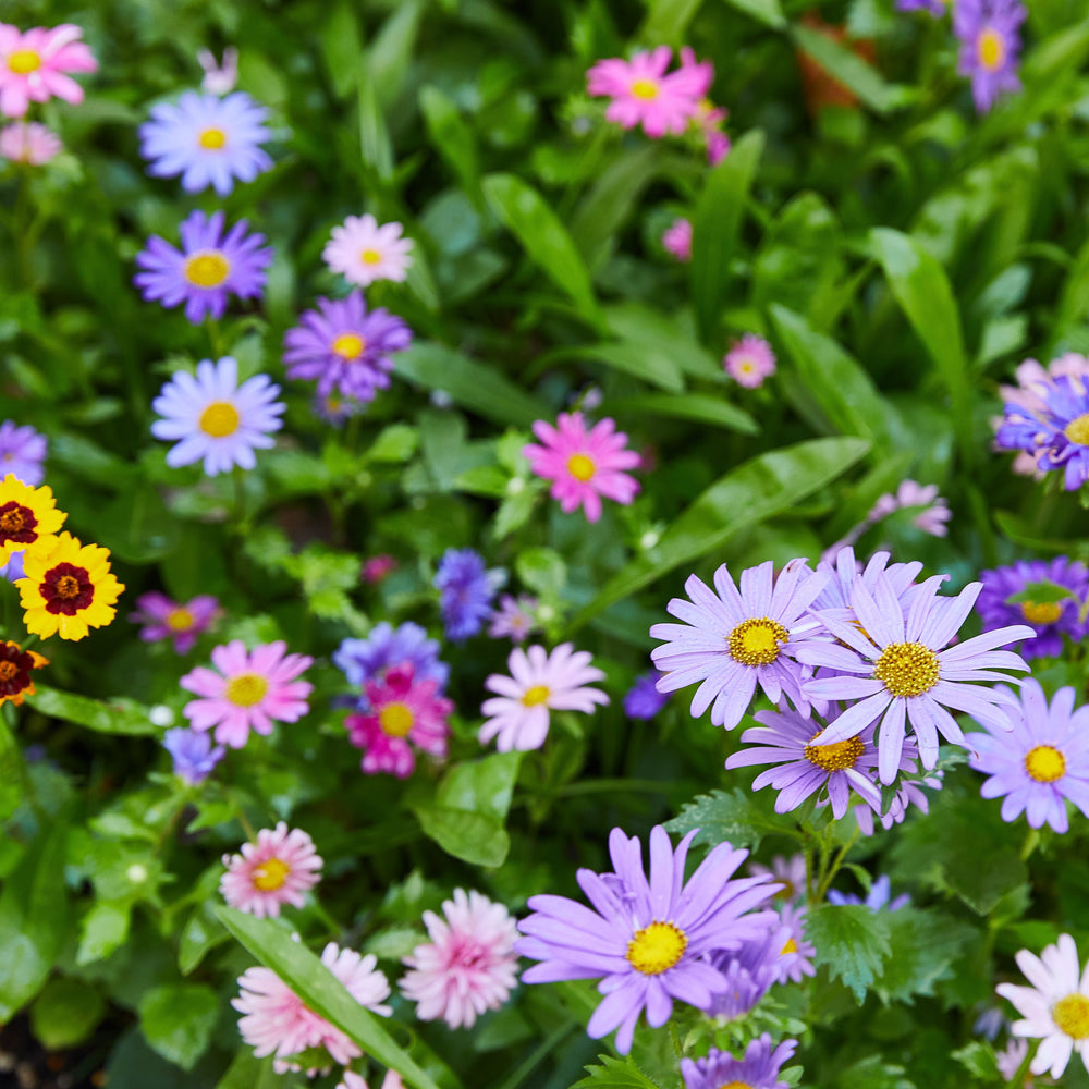 Seed Confetti Popper Modern Sprout Playful Planting Seed Confetti Popper Bonjour Fete - Party Supplies