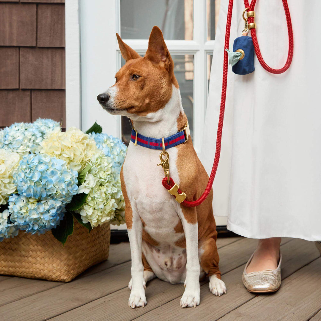 Dog wearing the Mariner striped collar and leash walk set