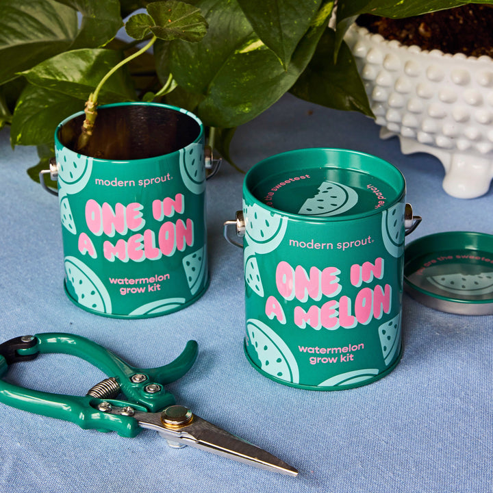 Complimentary Colors Grow Kits Modern Sprout Indoor Garden Kit Complimentary Colors Grow Kits Bonjour Fete - Party Supplies
