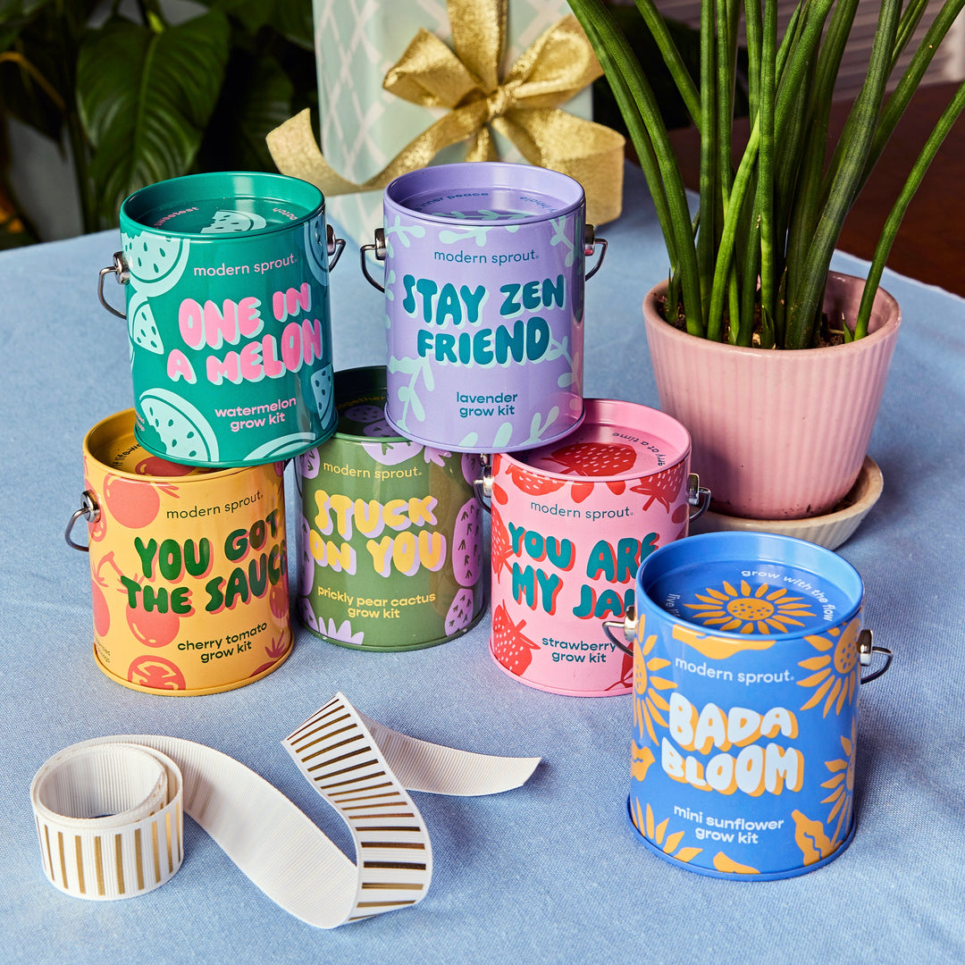 Complimentary Colors Grow Kits Modern Sprout Indoor Garden Kit Complimentary Colors Grow Kits Bonjour Fete - Party Supplies