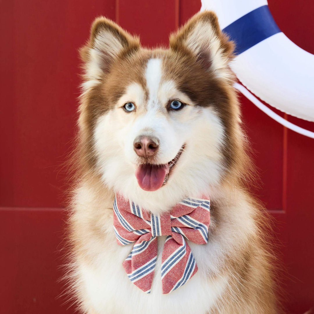 Nantucket Stripe Lady Dog Bow - Bonjour Fête 