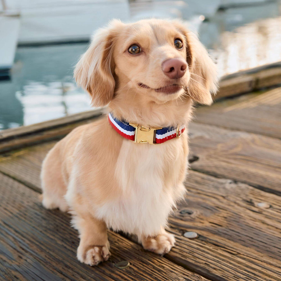 Dog wearing the Newport coastal striped summer collar