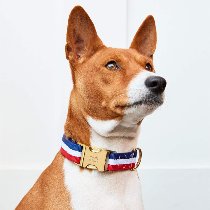 Newport striped dog collar styled for a summer walk