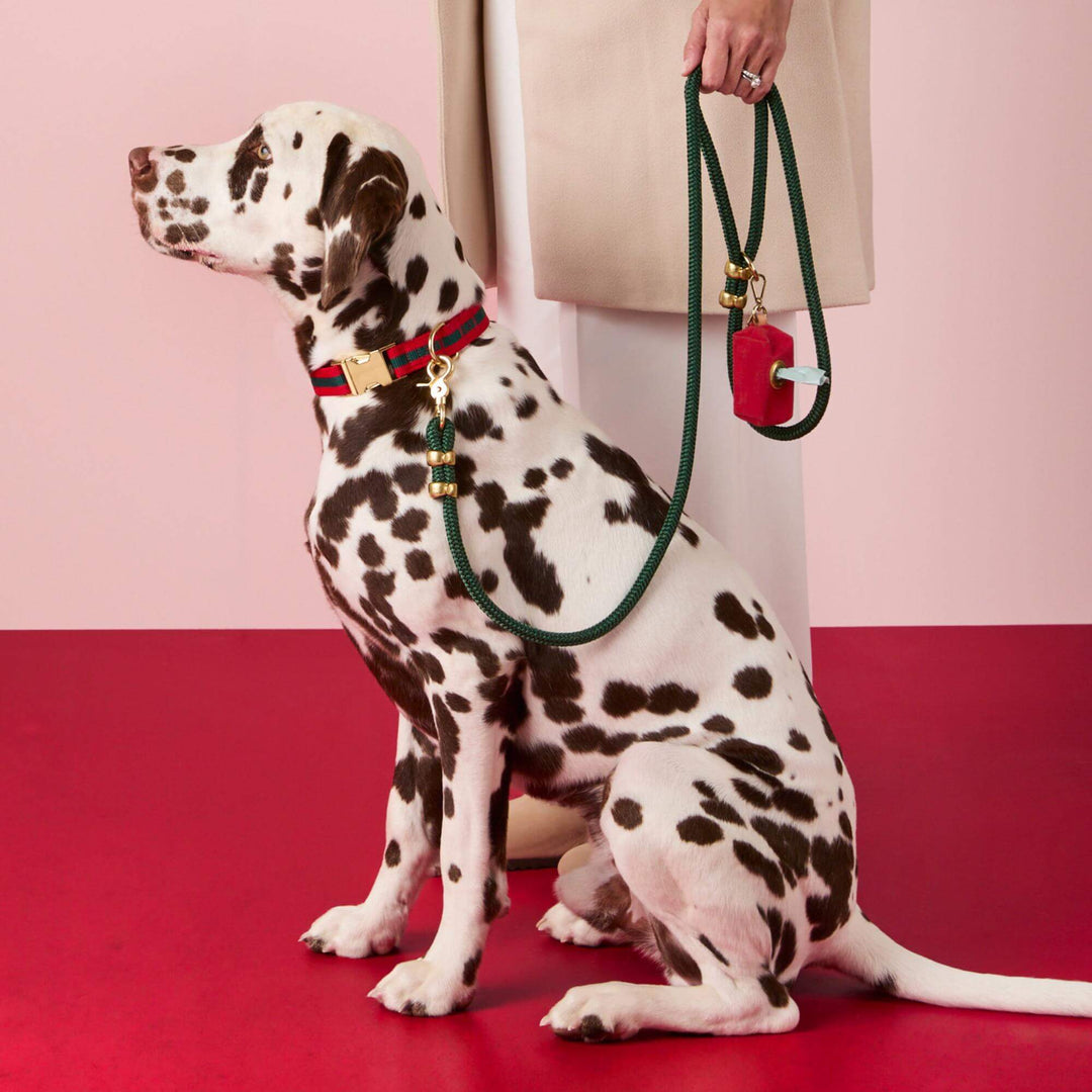 Dalmatian wearing a red-and-green collar beside a person holding its green leash and red bag holder.