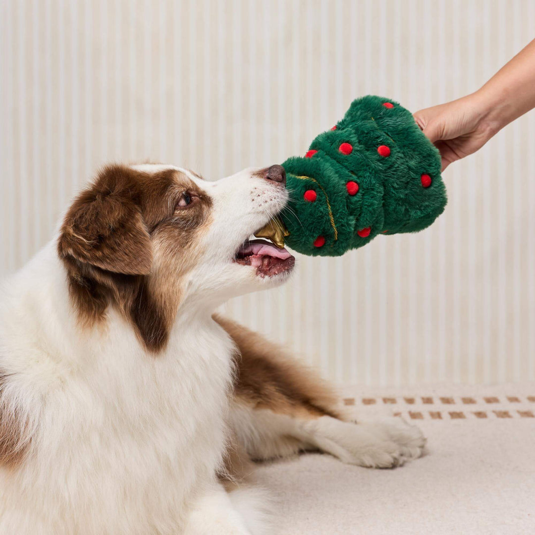 Brown and white shepherd taking the Christmas tree toy from a hand